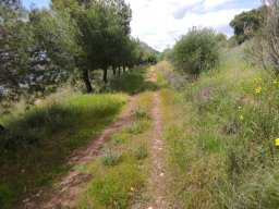 Flora del Cerro Masatrigo